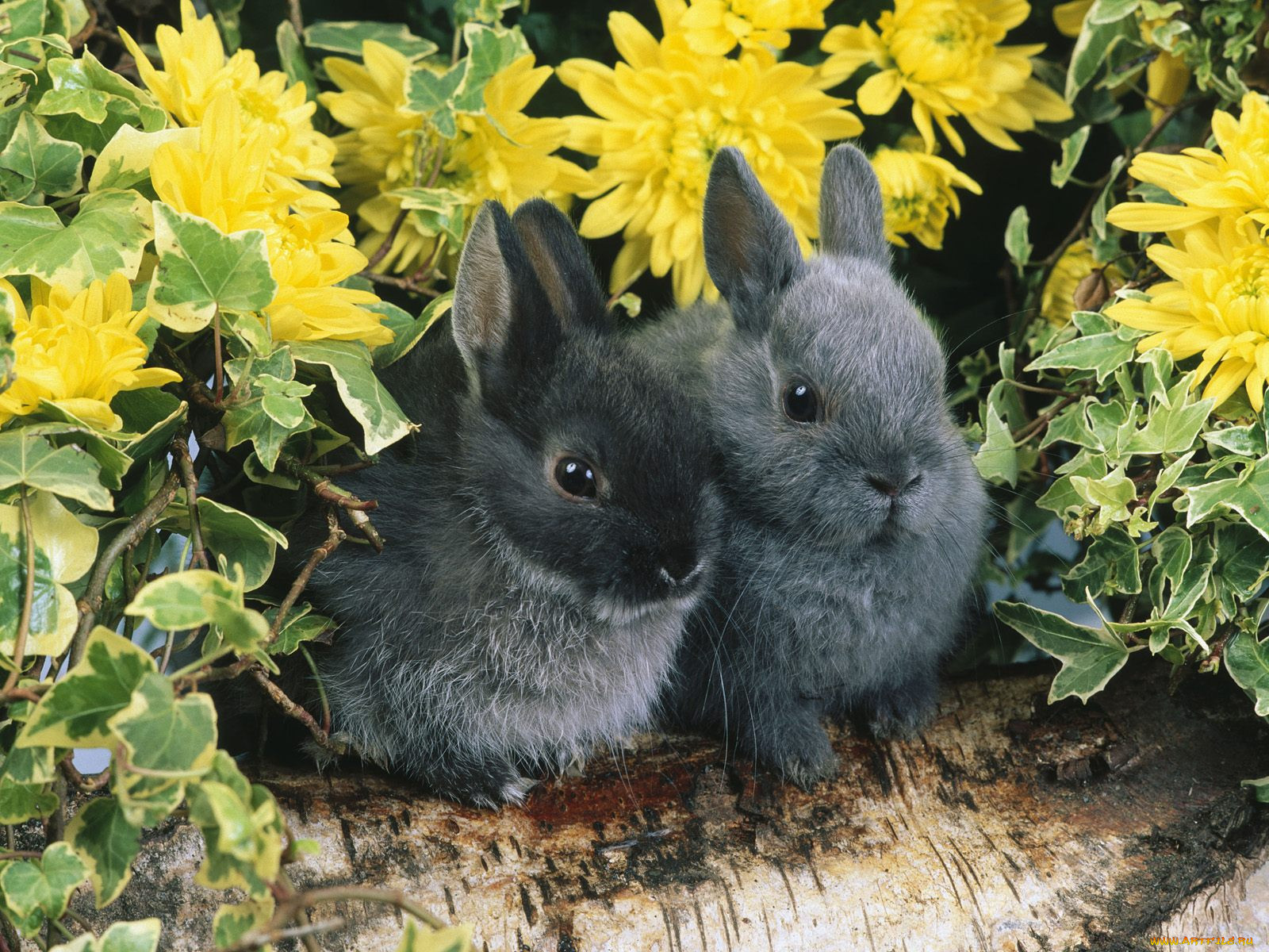 dwarf, rabbits, , , 